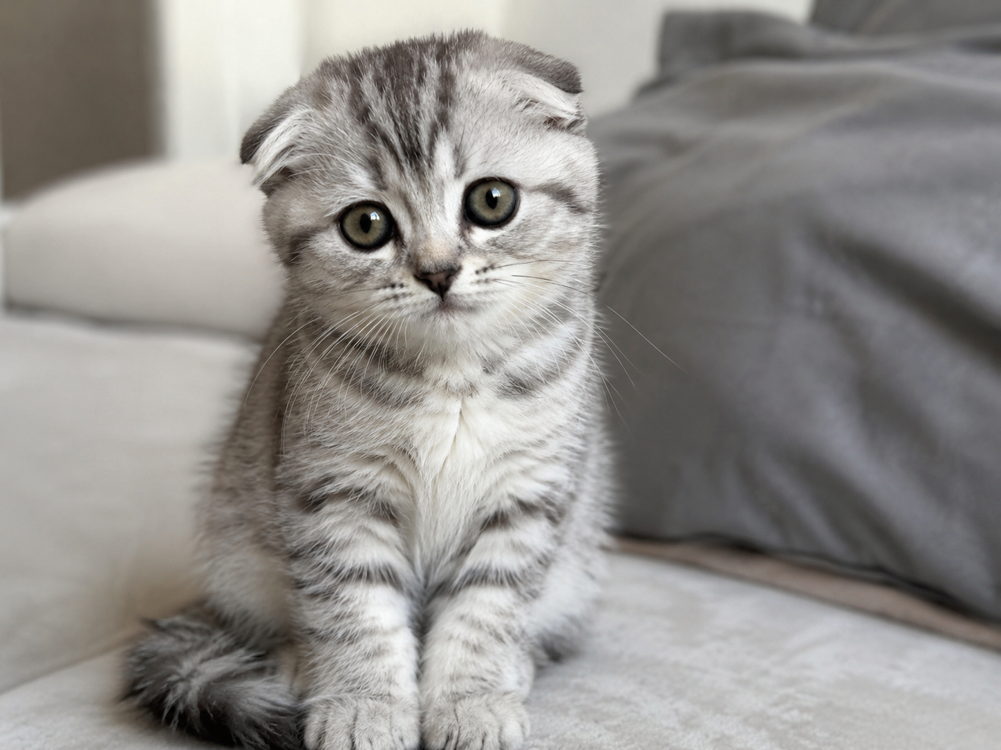 British Shorthair Lynx Point Erkek 2 Aylık